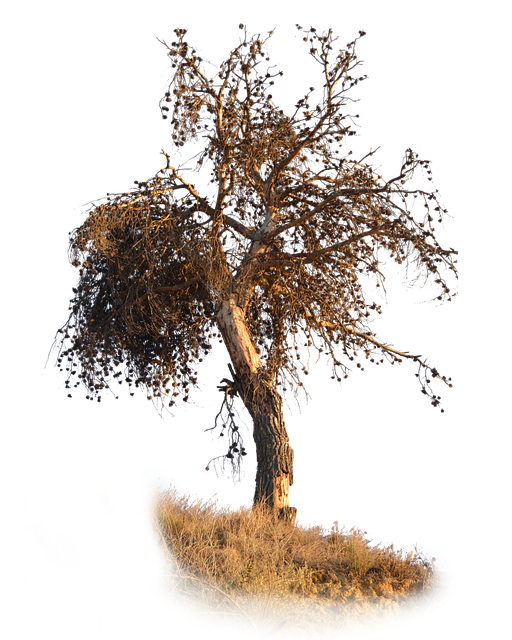 Content 2 particle